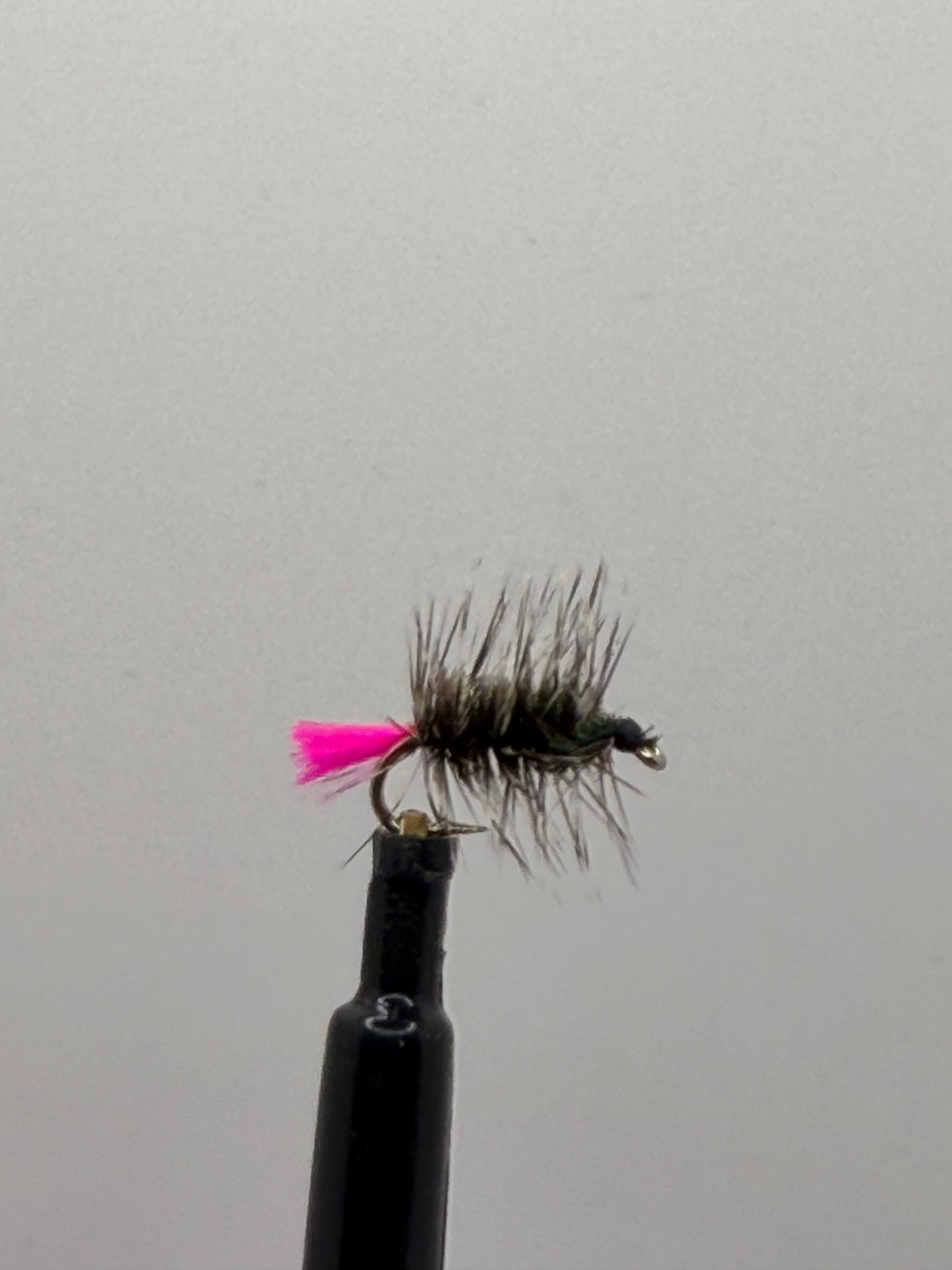 Woolly Worm