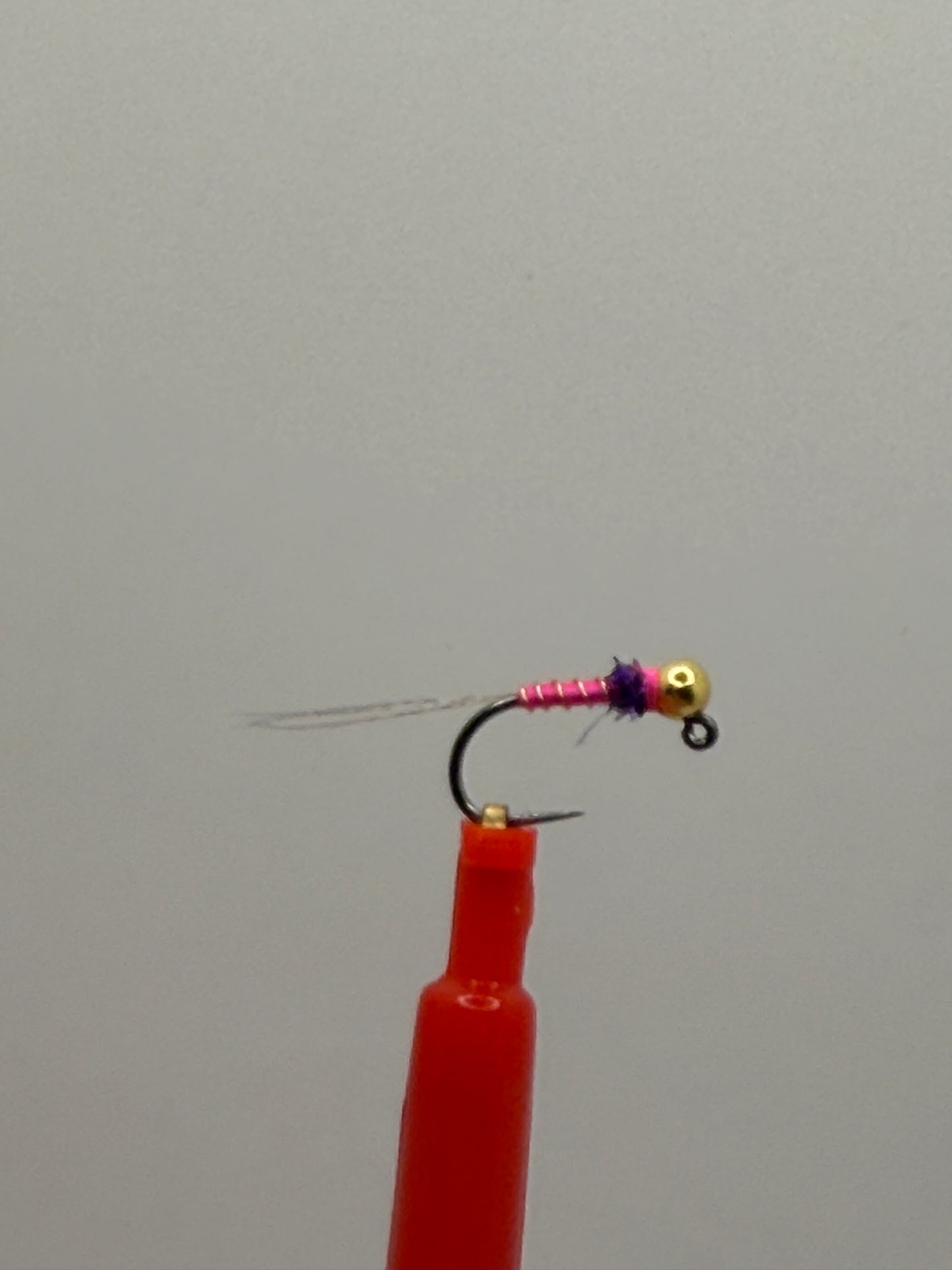 Egan’s Thread Frenchie
