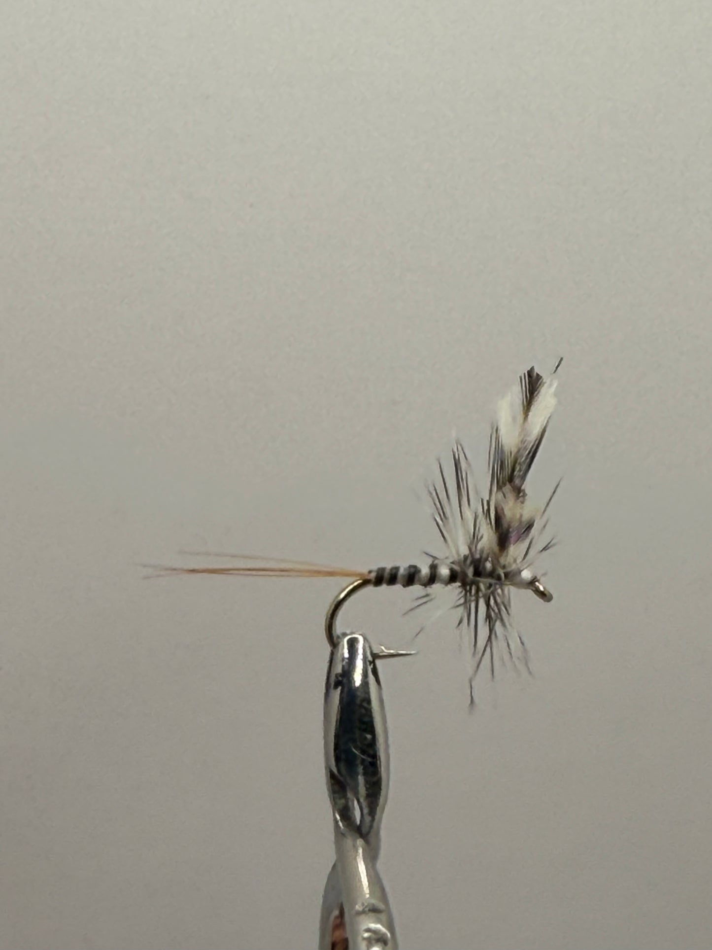 Mosquito