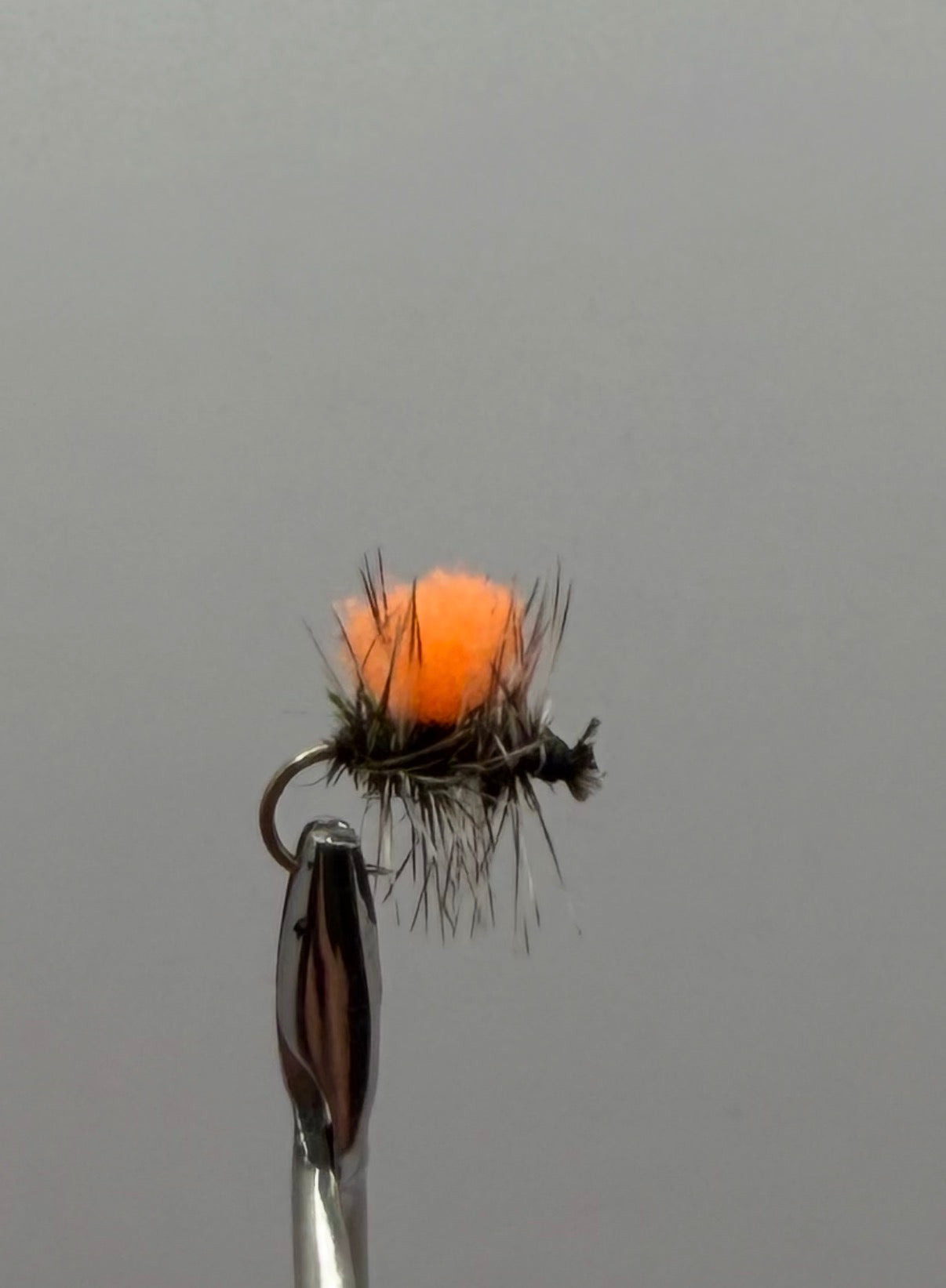 Hotspot Griffith’s Gnat