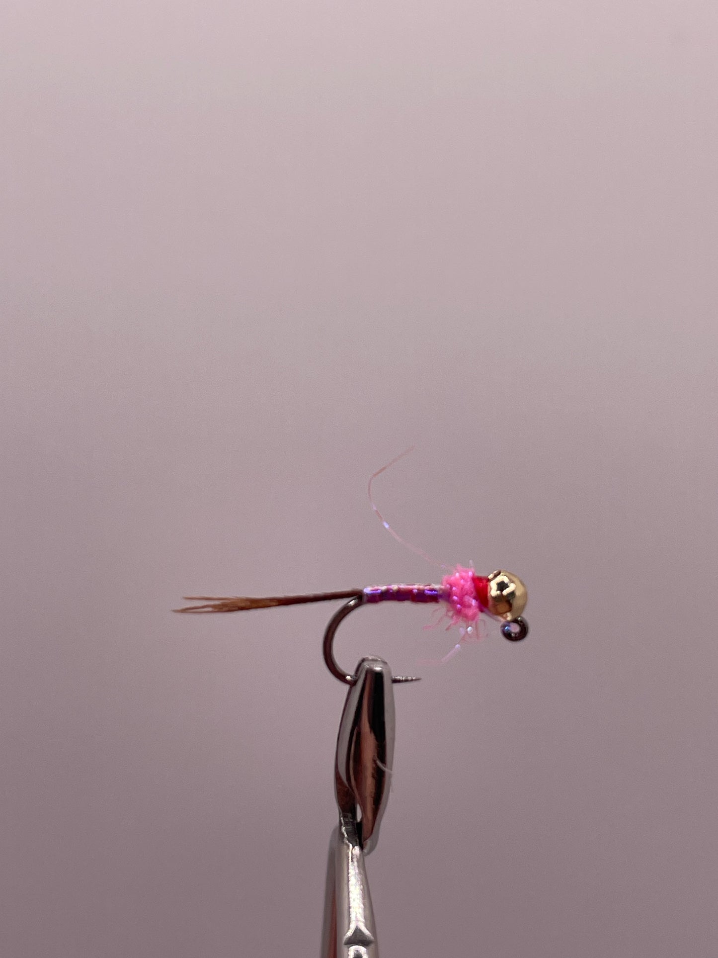 Euro Rainbow Warrior