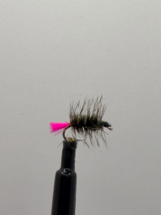 Woolly Worm