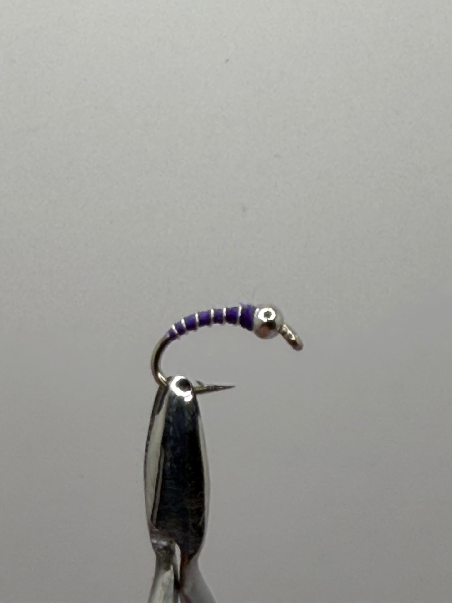 Zebra Midge