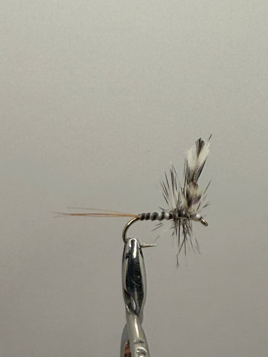 Mosquito
